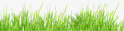 绿素植物绿草7高清图片