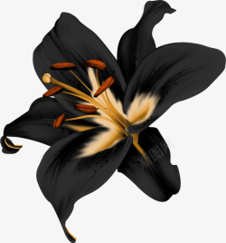 黑色的花黑色百合花高清图片