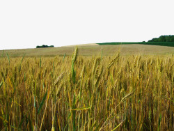 金色麦地金黄的麦子高清图片