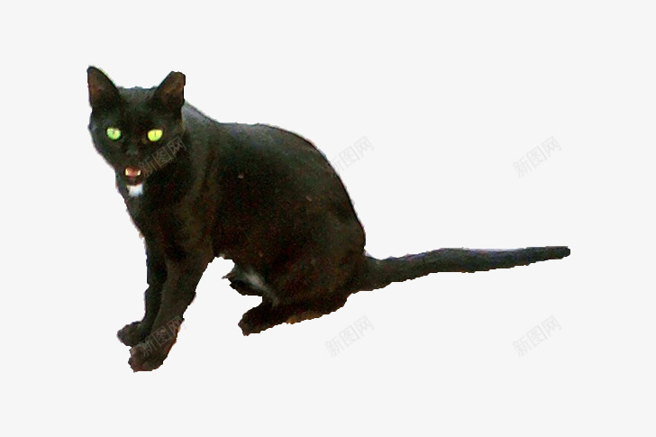 眼镜泛绿光的猫咪png免抠素材_新图网 https://ixintu.com 凶恶的猫 图案设计 猫 黑猫