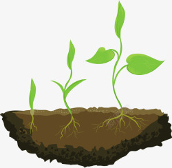 植物生长过程矢量图素材