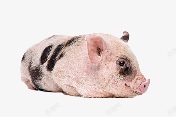 实物趴着的小猪png免抠素材_新图网 https://ixintu.com 动物 家畜 小猪 猪 花猪 趴着的猪 黑毛猪