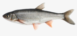 尖嘴鱼免抠素材粉色鱼鳍的鱼高清图片