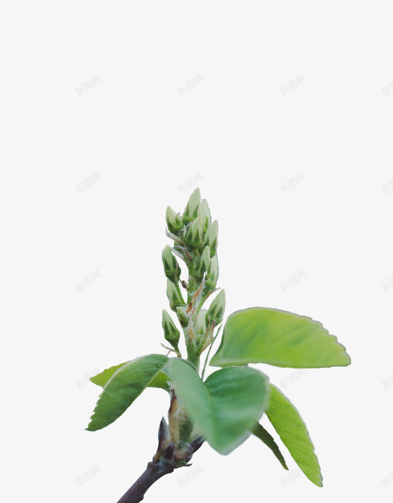 一枝绿色的植物psd免抠素材_新图网 https://ixintu.com 叶子 植物 绿叶 绿色