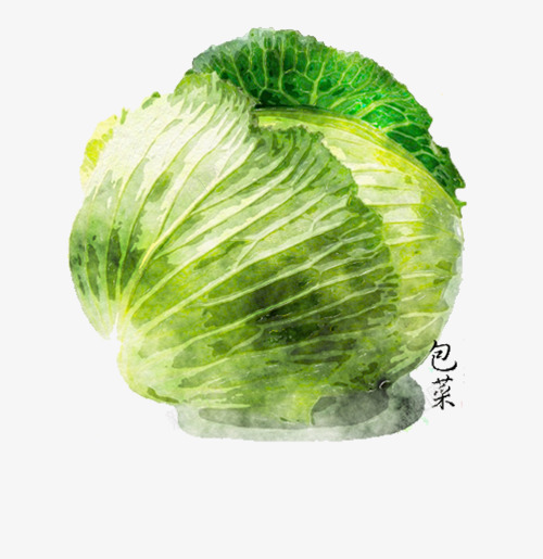 绿色包菜png免抠素材_新图网 https://ixintu.com 包菜 球形 绿色 蔬菜