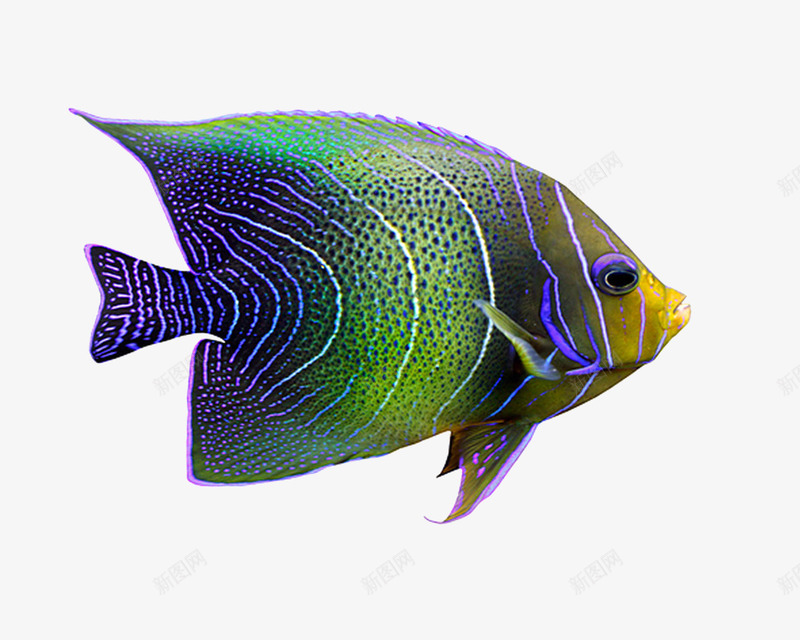 鱼热带png免抠素材_新图网 https://ixintu.com 热带 紫色 鱼