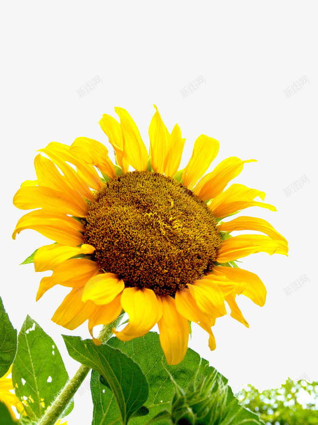 阳光的向日葵png免抠素材_新图网 https://ixintu.com 向日葵 微笑 装饰 阳光 黄色