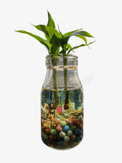 水养桌面植物水养绿竹高清图片