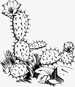 热带沙漠仙人掌插画高清图片