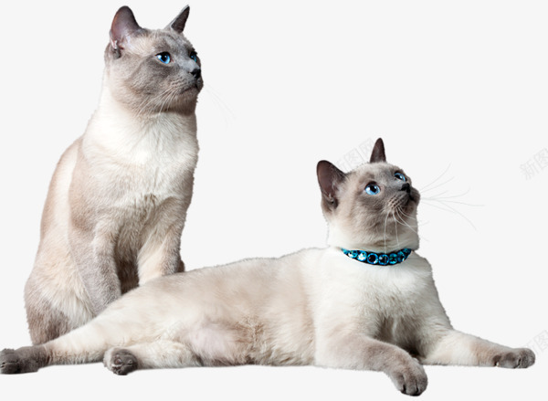 两只猫咪png免抠素材_新图网 https://ixintu.com 可爱 白色 蓝眼睛 项圈
