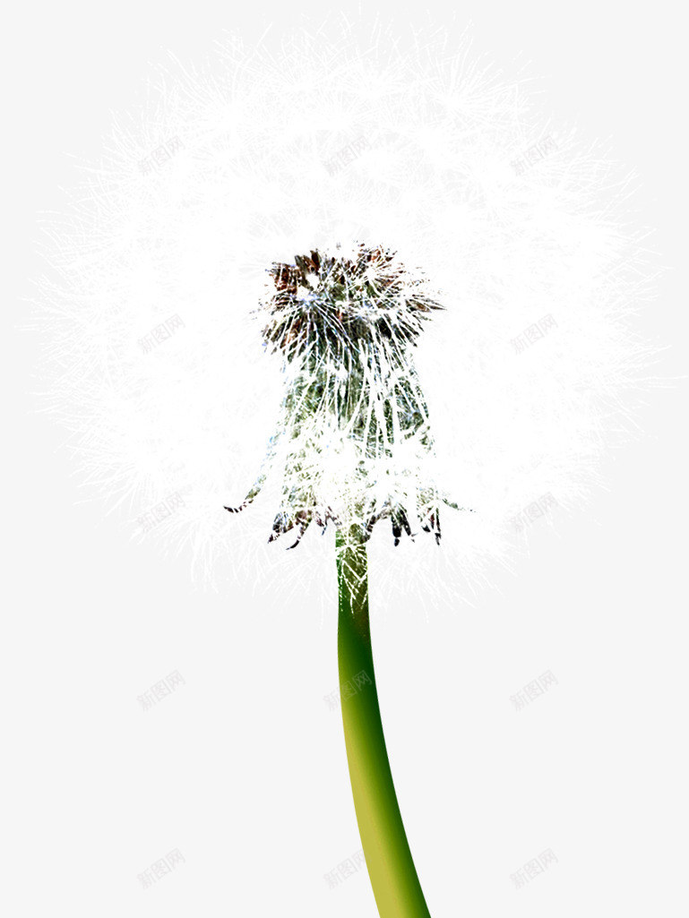 白色新鲜蒲公英造型植物png免抠素材_新图网 https://ixintu.com 新鲜 植物 白色 蒲公英 造型