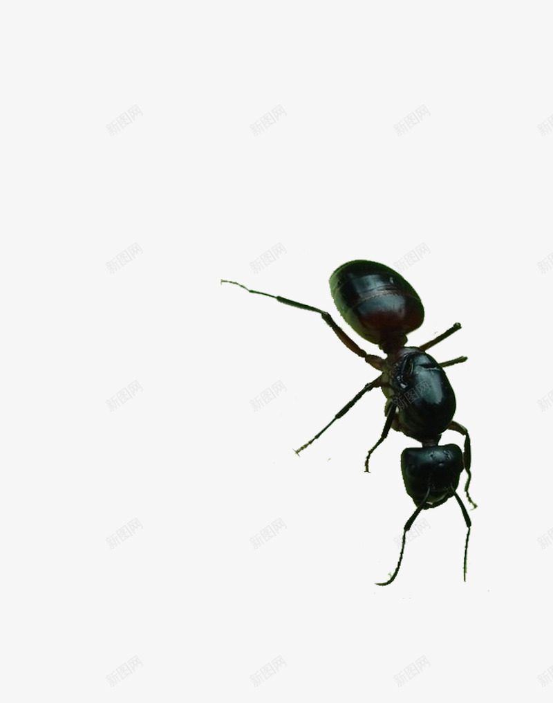 大黑蚂蚁png免抠素材_新图网 https://ixintu.com 动物 昆虫 蚂蚁