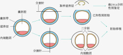 牛胚胎性别鉴定和分割示意图素材