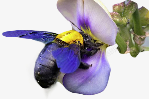 采花蜂png免抠素材_新图网 https://ixintu.com 昆虫 花朵 蜂 蜜蜂