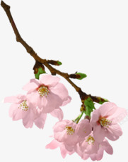 粉色春天创意花朵造型素材