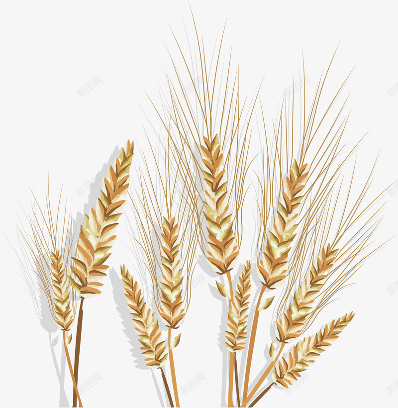 丰收季节的小麦png免抠素材_新图网 https://ixintu.com 农作物 小麦 小麦田 矢量素材 金色小麦
