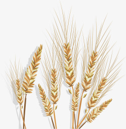 丰收季节的小麦素材