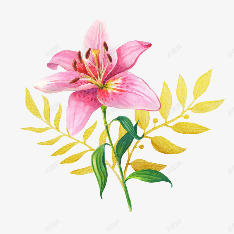粉色百合花手绘图png免抠素材_新图网 https://ixintu.com 开放 手绘图 植物 盛开的 粉色百合花 美丽的