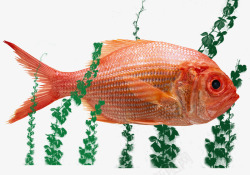 鱼缸中的红鱼红色景观鱼热带鱼高清图片