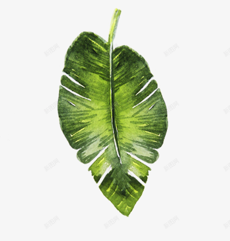 绿色热带植物叶子png免抠素材_新图网 https://ixintu.com 卡通树叶 叶子 手绘树叶 树叶 植物 热带植物