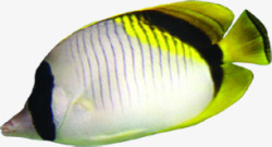 手绘黄色可爱热带鱼素材