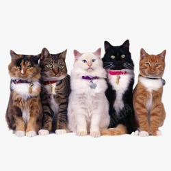 5只猫咪素材