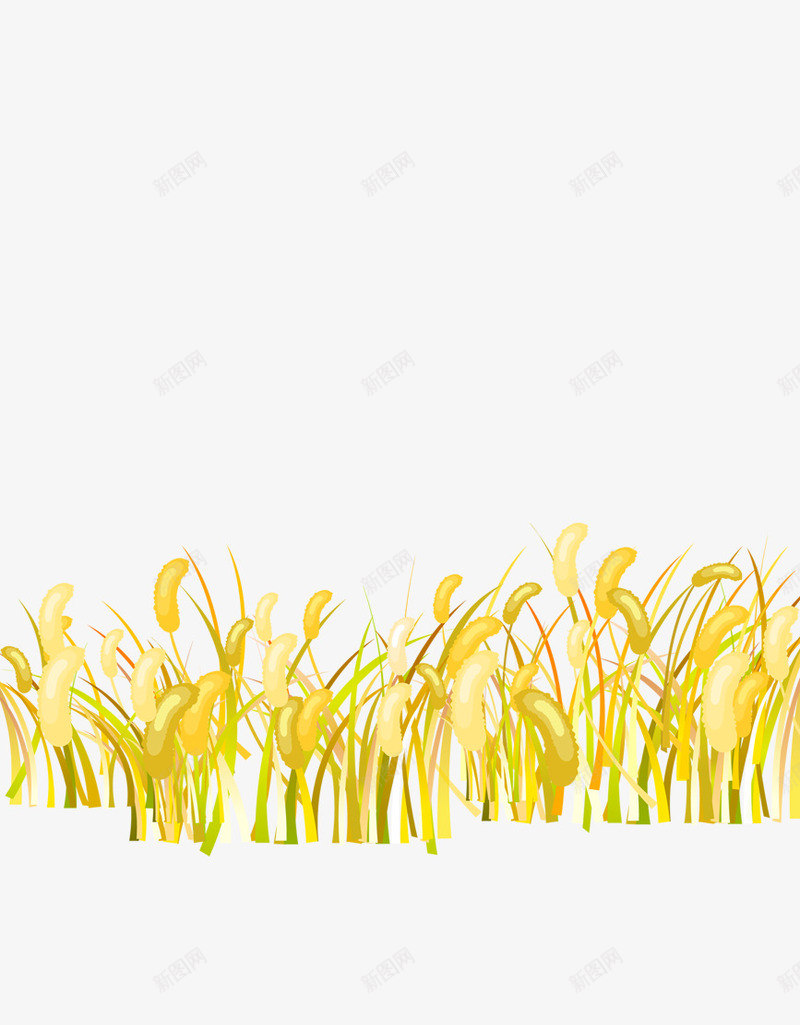 金黄色的小麦png免抠素材_新图网 https://ixintu.com 手绘 金黄色 麦子