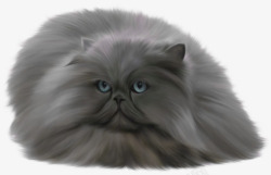蓝色忧郁忧郁的英国猫高清图片