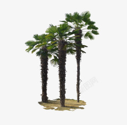 三棵椰子树素材