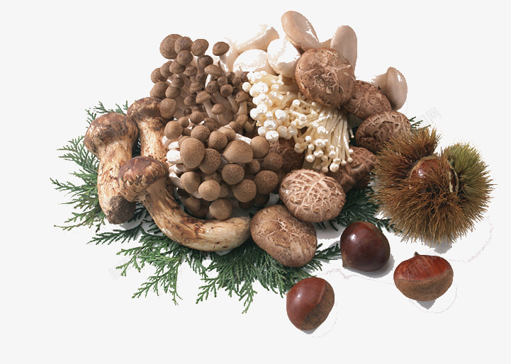 多种蘑菇种类png免抠素材_新图网 https://ixintu.com 自然 金针菇 食品 食用 香菇