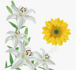 黄色百合百合花向日葵花高清图片