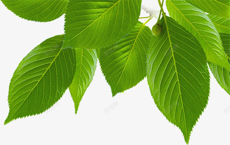 创意合成绿色的树叶造型png免抠素材_新图网 https://ixintu.com 创意 合成 树叶 绿色 设计 造型
