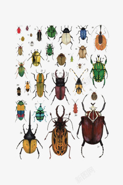 卡通昆虫甲壳虫素材
