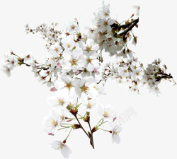 白色清爽花朵植物素材