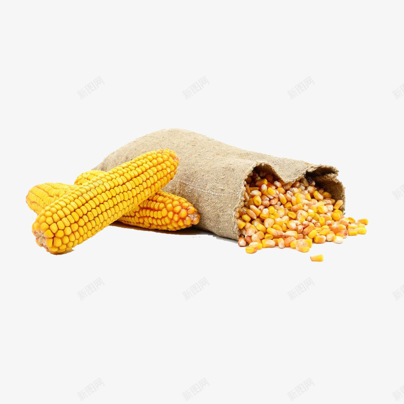 玉米小麦白底png免抠素材_新图网 https://ixintu.com 免抠 小麦 玉米 白底