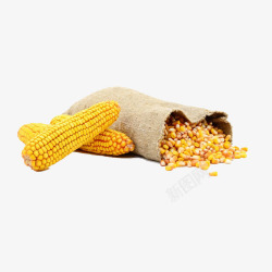 玉米小麦白底素材