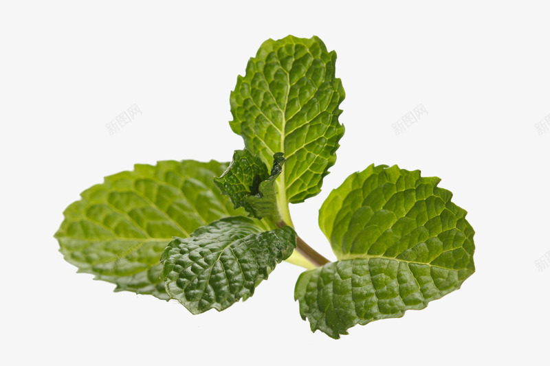 薄菏叶png免抠素材_新图网 https://ixintu.com 果蔬 植物 绿色 食材