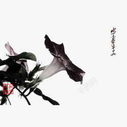 牵牛花摄影图片水墨牵牛花高清图片