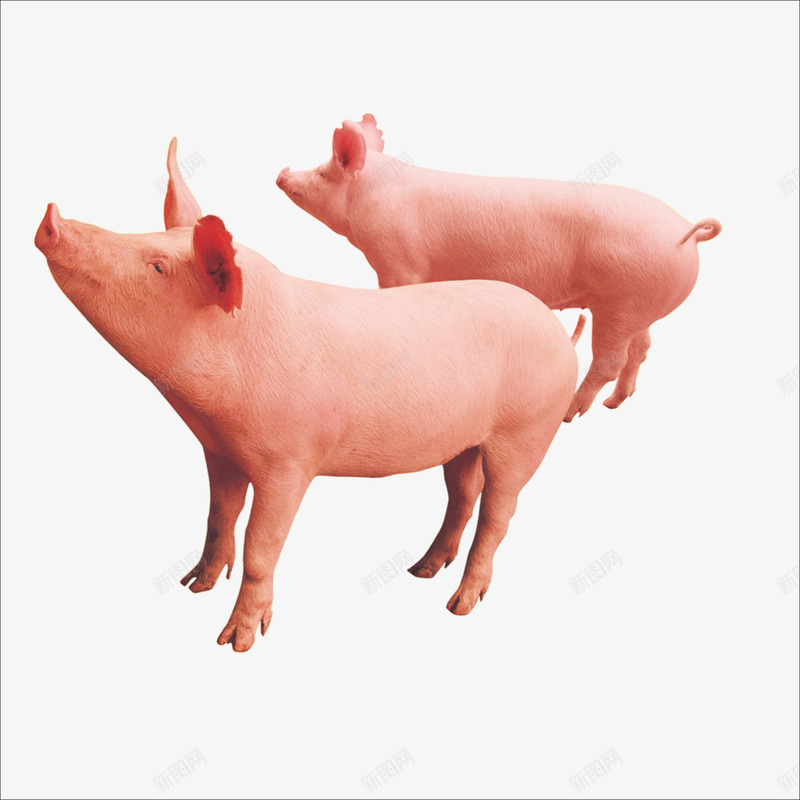 猪png免抠素材_新图网 https://ixintu.com 两头小猪