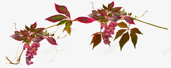 花草插画植物花卉png免抠素材_新图网 https://ixintu.com 唯美花卉图片 植物花卉素材 线描花草 花草图片素材 装饰卡通