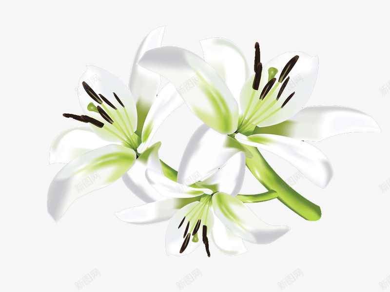 白色百合png免抠素材_新图网 https://ixintu.com 免扣素材 百合花 盛开的花 鲜花