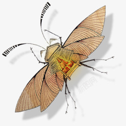 insectPersianatus图标高清图片