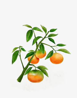 橘黄色叶子水彩画绿叶与贡柑高清图片