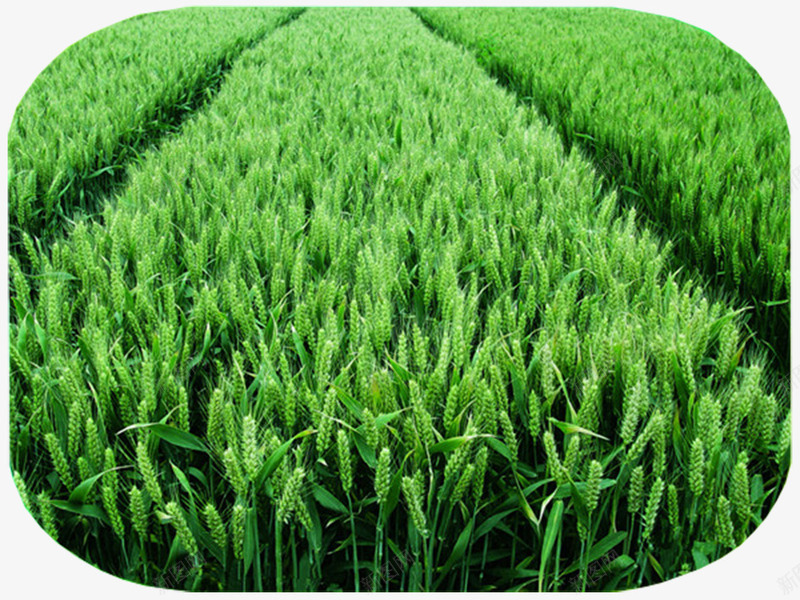 麦子小麦png免抠素材_新图网 https://ixintu.com 小麦 种植 绿色 麦子