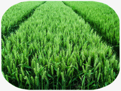 小麦种植麦子小麦素材