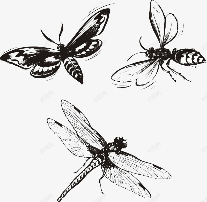 生物世界png免抠素材_新图网 https://ixintu.com 昆虫 蜜蜂 蜻蜓 蝴蝶