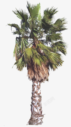 棕榈科手绘棕榈树高清图片