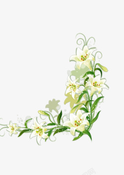 白色的百合花素材