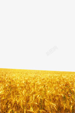 金色麦浪金色麦浪图标高清图片