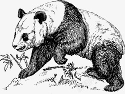 动物园的爬行动物爬行的熊猫矢量图高清图片